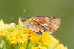 Phyciodes pulchella