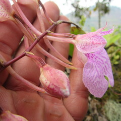 Comparettia macroplectron