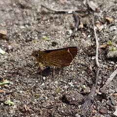 Sovia separata