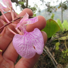 Comparettia macroplectron