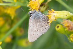 Satyrium behrii