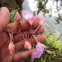 Comparettia macroplectron