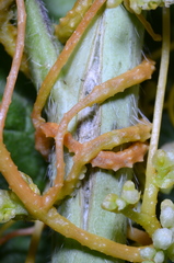 Cuscuta pentagona