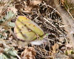 Colias euxanthe