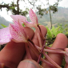 Comparettia macroplectron