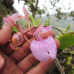 Comparettia macroplectron