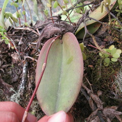 Comparettia macroplectron