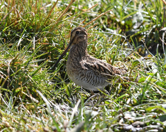 Gallinago andina