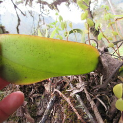 Comparettia macroplectron