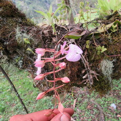 Comparettia macroplectron