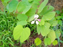 Bauhinia monandra