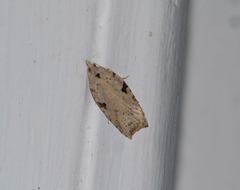 Leucotenes coprosmae