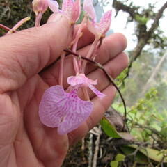 Comparettia macroplectron