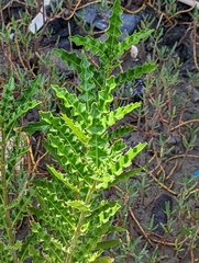 Acanthus ilicifolius