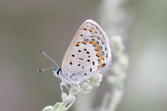 Plebejus fridayi