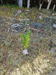 Acanthus ilicifolius