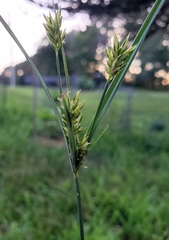 Cyperus houghtonii