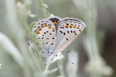 Plebejus fridayi