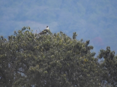 Caracara plancus