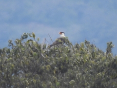 Caracara plancus