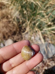 Corbicula largillierti