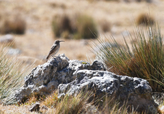 Geositta tenuirostris
