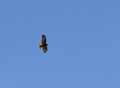 Geranoaetus polyosoma