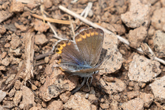 Plebejus fridayi