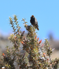 Oreotrochilus melanogaster
