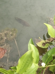 Amphilophus trimaculatus