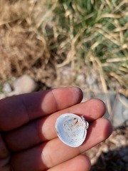 Corbicula largillierti