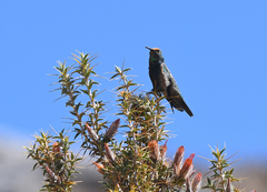 Oreotrochilus melanogaster