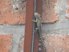 Sceloporus torquatus