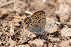 Plebejus fridayi