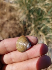 Corbicula largillierti