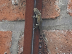 Sceloporus torquatus