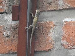 Sceloporus torquatus