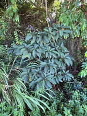 Clerodendrum quadriloculare