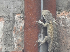 Sceloporus torquatus