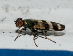 Chaetopsis massyla