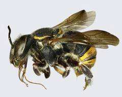 Anthidiellum apicale