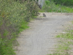 Otospermophilus variegatus