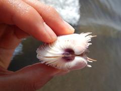 Hysteroconcha lupanaria