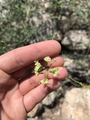 Commicarpus scandens