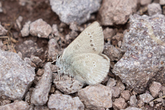 Satyrium semiluna