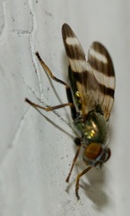 Chaetopsis massyla