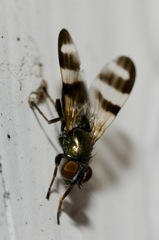 Chaetopsis massyla