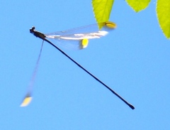 Mecistogaster ornata