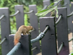 Callosciurus notatus