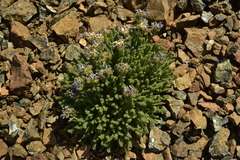 Polemonium eddyense
